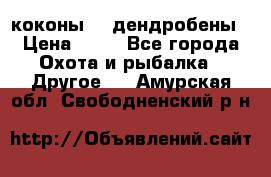 коконы    дендробены › Цена ­ 25 - Все города Охота и рыбалка » Другое   . Амурская обл.,Свободненский р-н